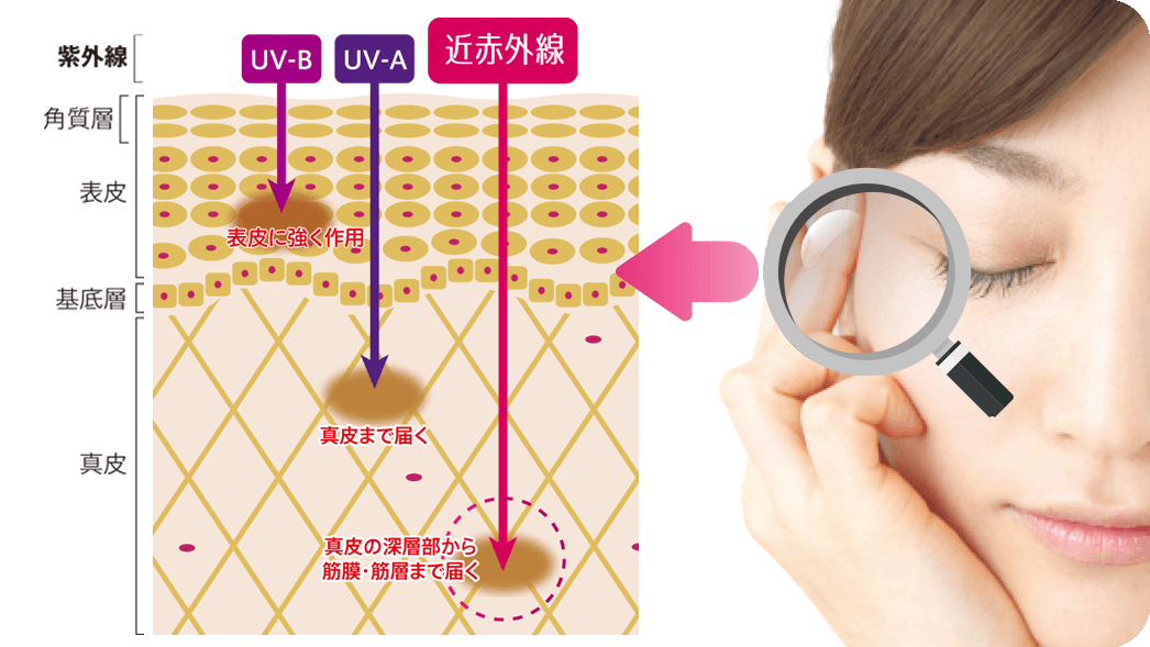 近赤外線は肌を老化させる原因のひとつ