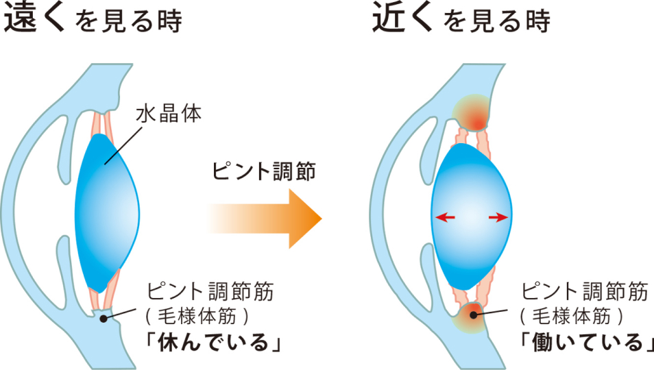 遠くや近くをみる時のピント調節筋の働きのイメージ